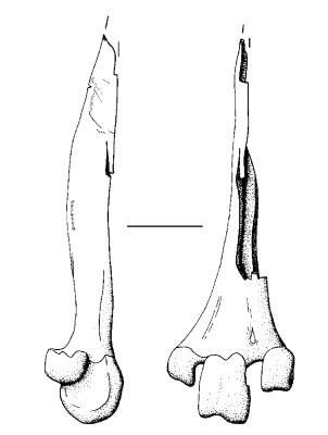 Figure 18: 8178.F55 - bone point made from the tarso-metatarsus of a crane