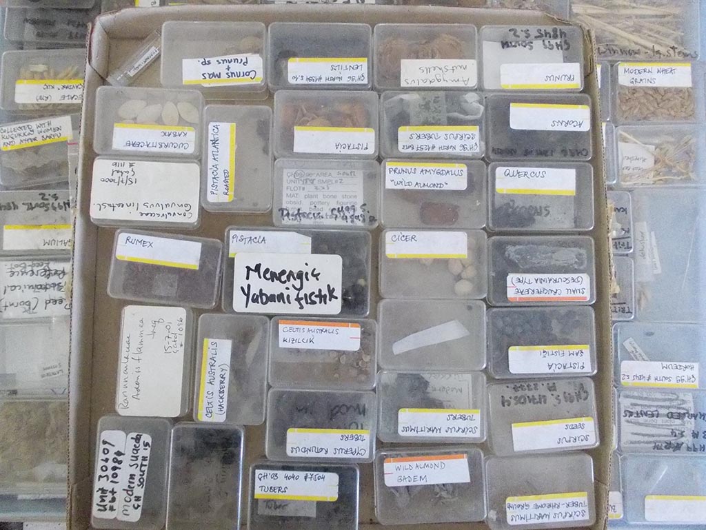 Figure 4: The archaeobotany archive of plant species for reference when identifying remains found at Ҫatalhöyük.